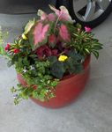 Container Gardens Image